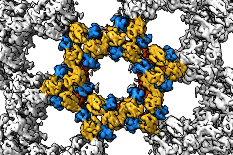 cryo-EM