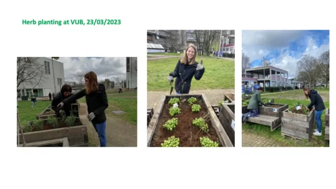 Herb planting